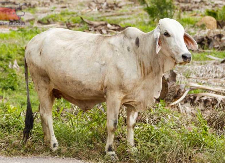 Bò Brahman