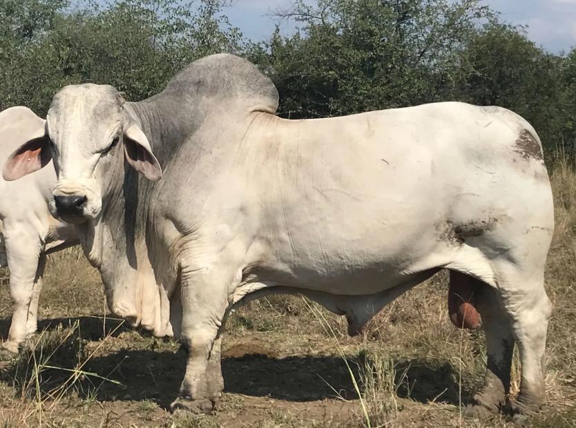 Bò Brahman