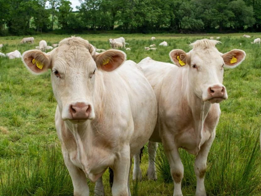 Bò Charolais