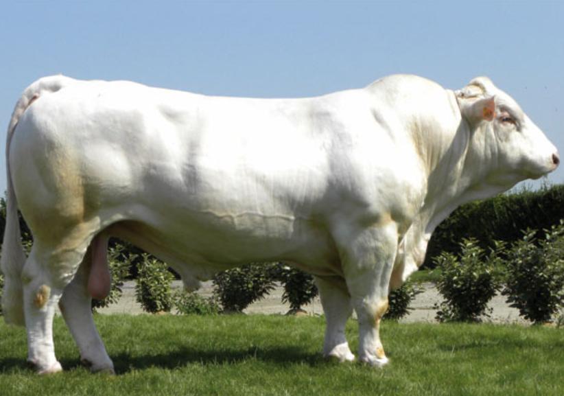 Bò Charolais