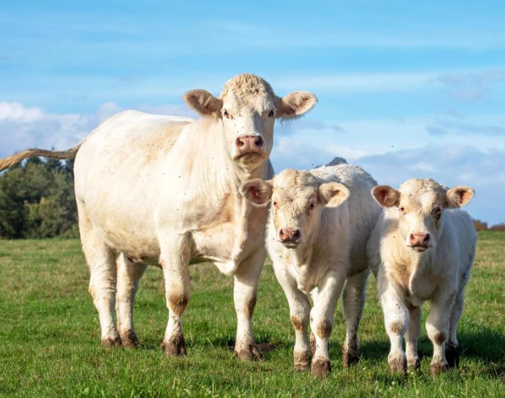 Bò Charolais