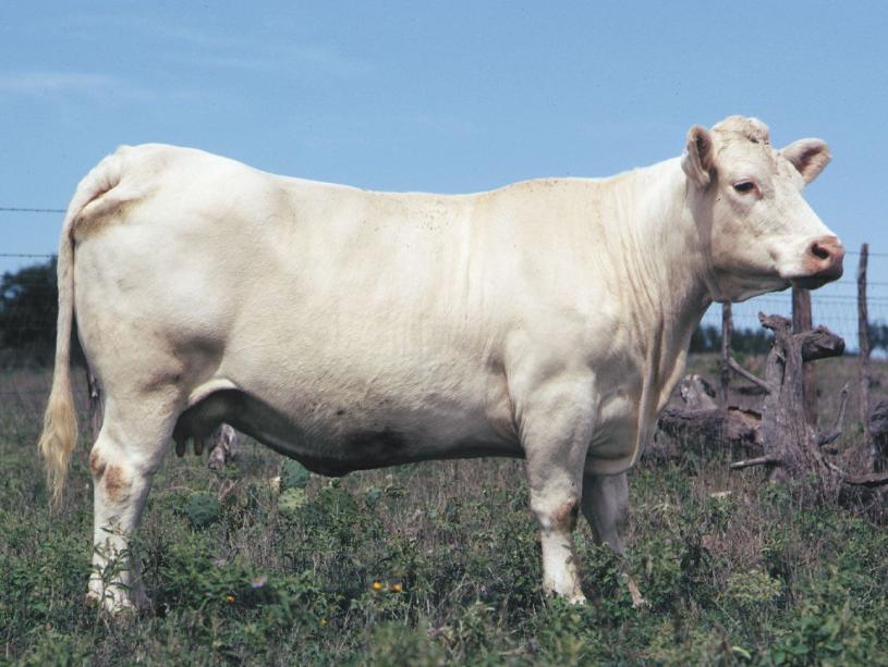 Bò Charolais
