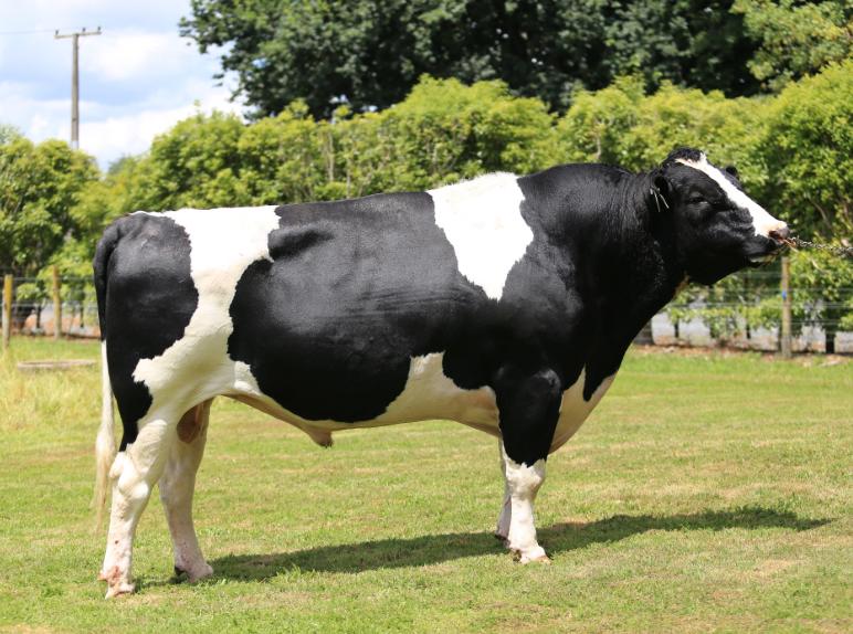 Bò Holstein Friesian