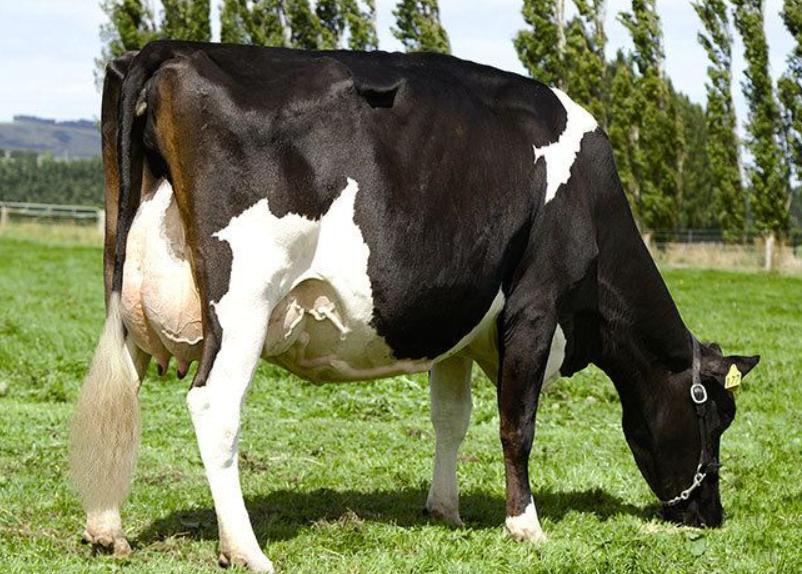 Bò Holstein Friesian