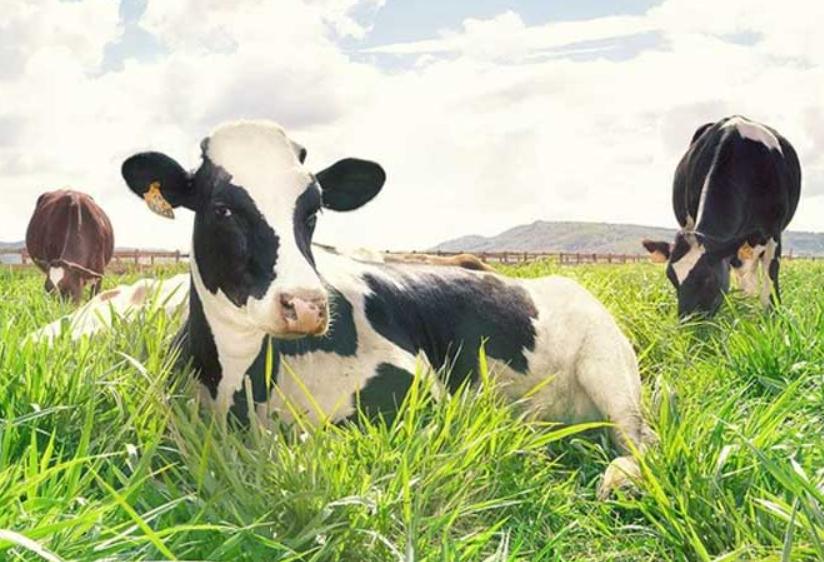 Bò Holstein Friesian