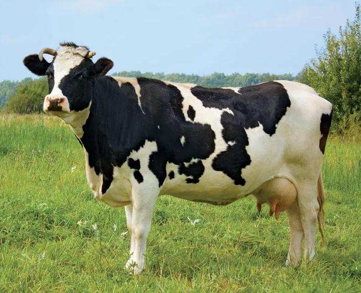 Bò Holstein Friesian