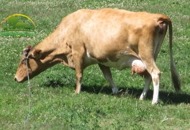 Bò Jersey