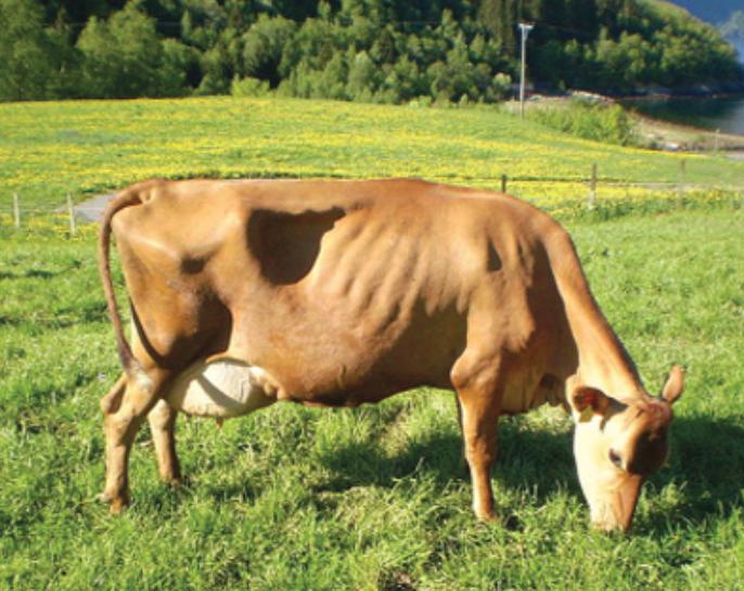 Bò Jersey