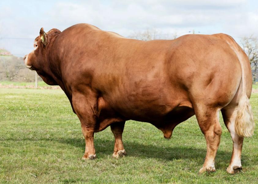 Bò Limousin