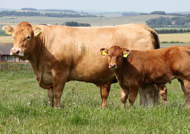 Bò Limousin
