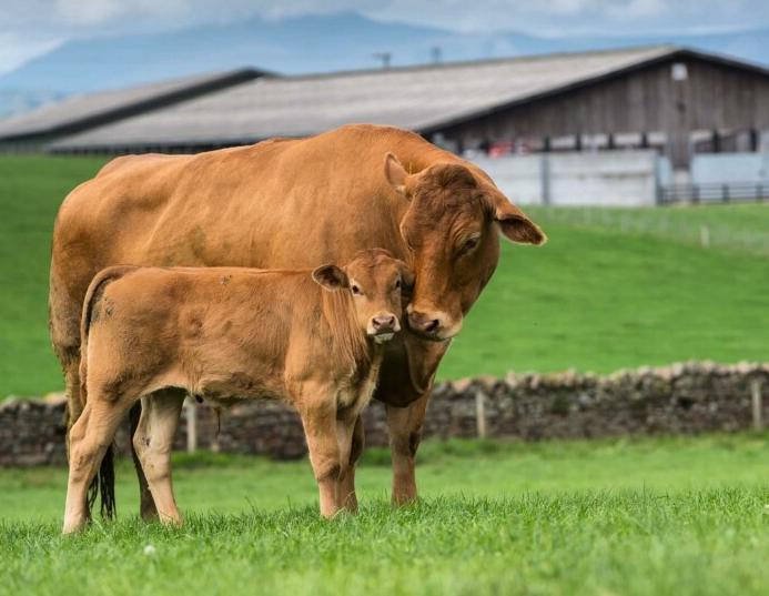 Bò Limousin