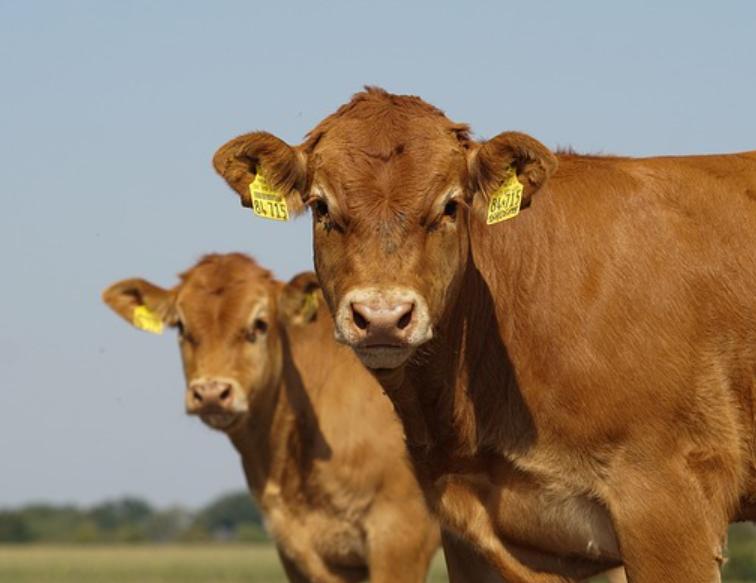 Bò Limousin
