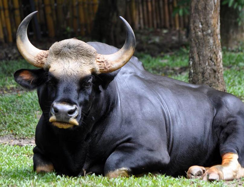 Bò Rừng Gaur
