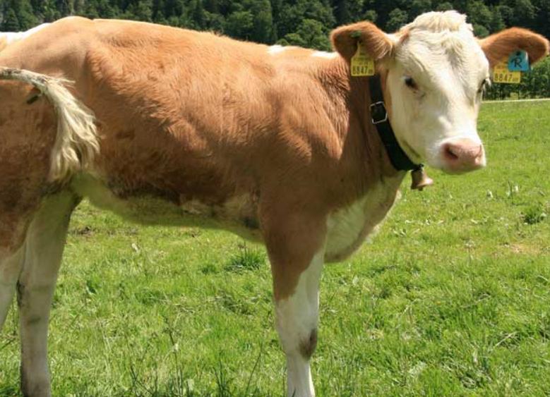 Bò Simmental