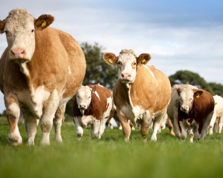 Bò Simmental