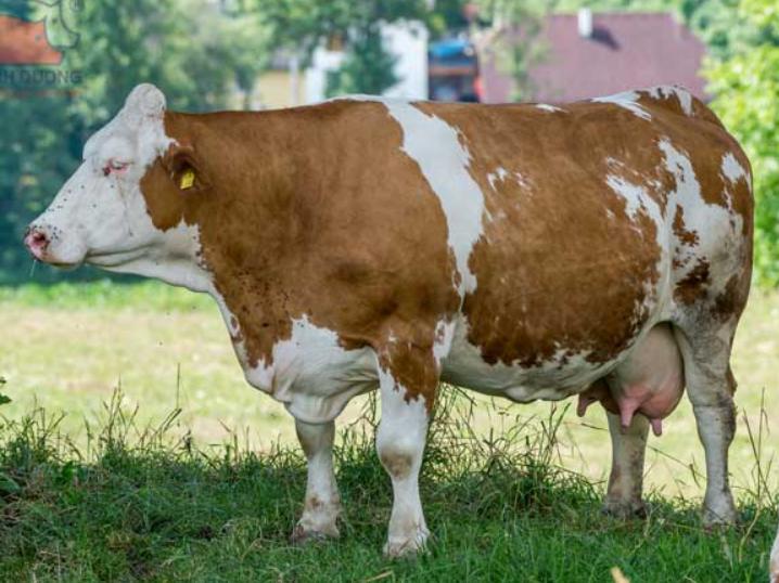 Bò Simmental