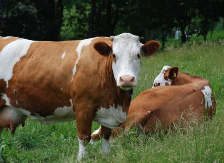 Bò Simmental