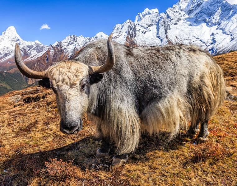 Bò Yak
