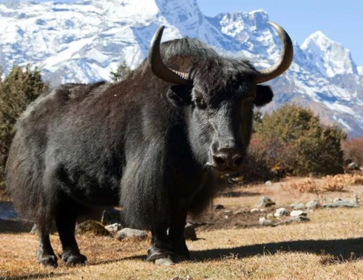 Bò Yak
