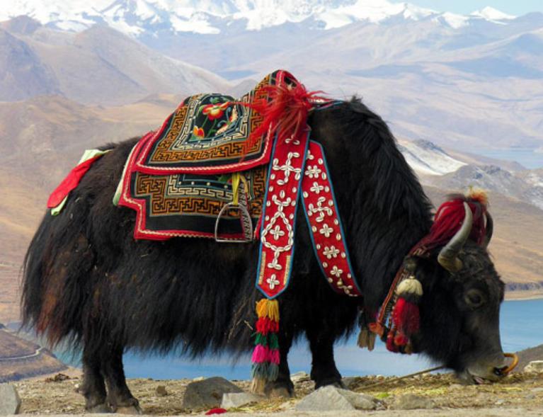 Bò Yak