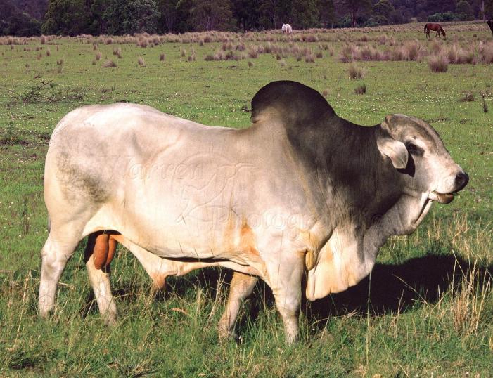 Bò Zebu