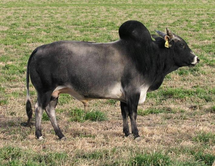 Bò Zebu