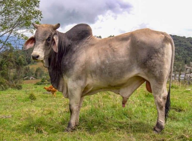 Bò Zebu