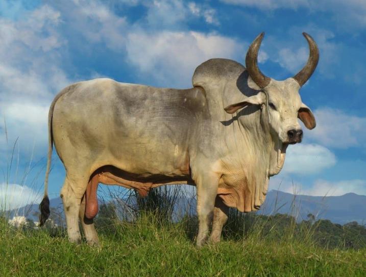 Bò Zebu