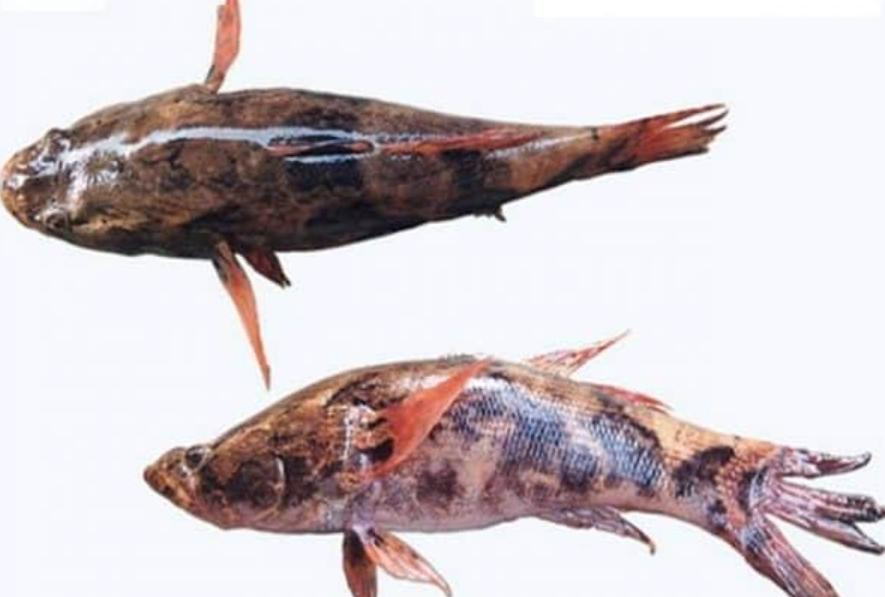 Cá Bống Tượng