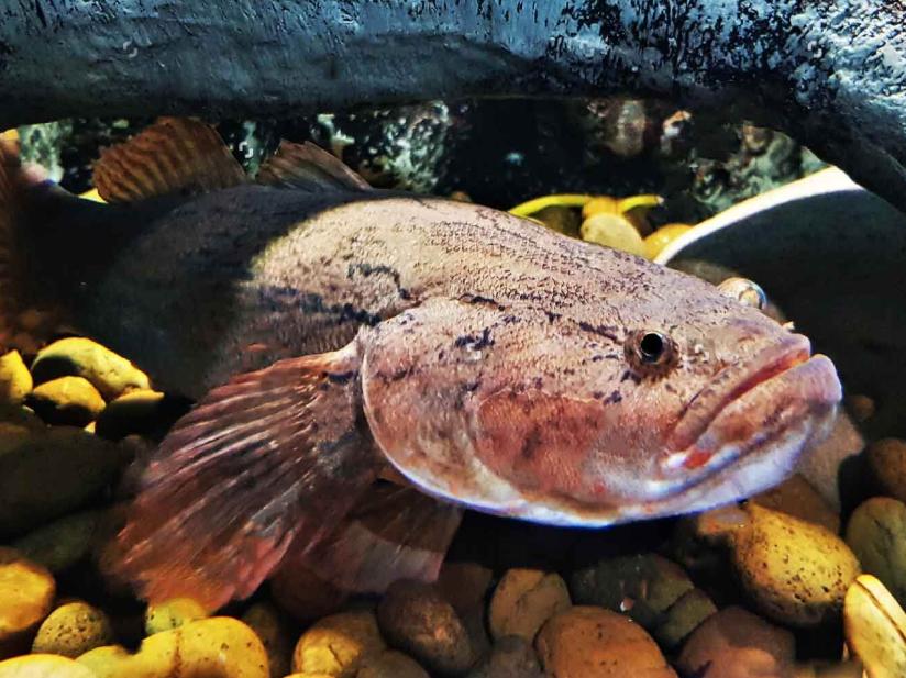 Cá Bống Tượng