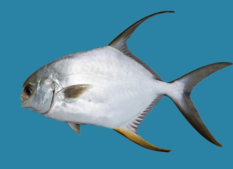 Cá Chim