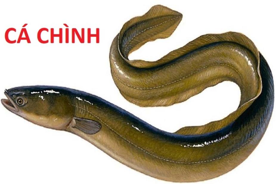 Cá Chình