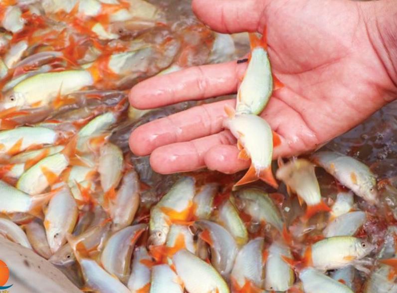 Cá Heo Nước Ngọt