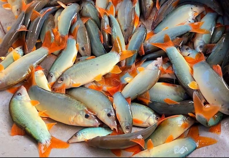 Cá Heo Nước Ngọt