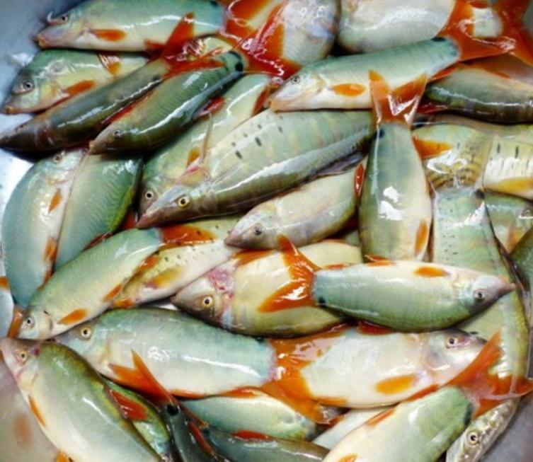 Cá Heo Nước Ngọt