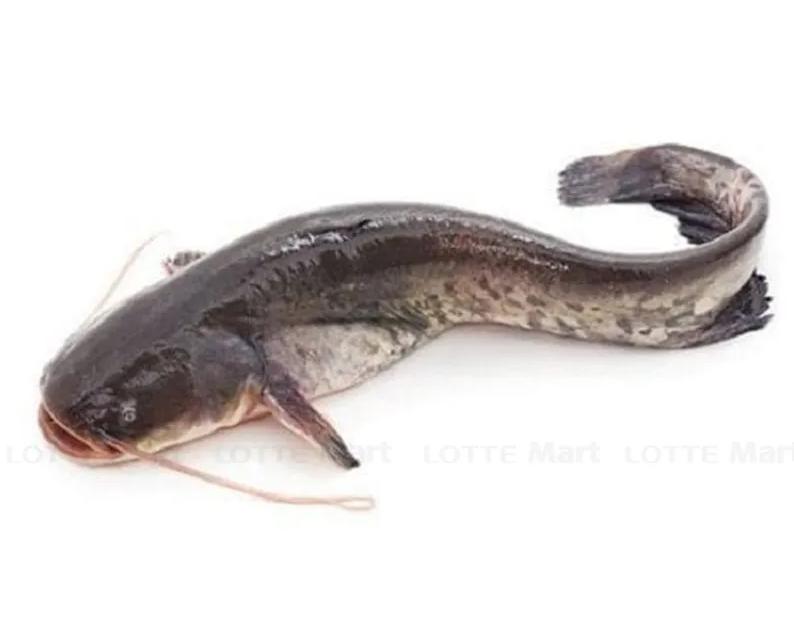 Cá ngát nước ngọt