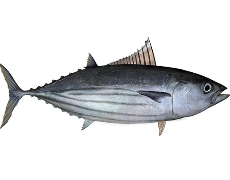Cá Ngừ Sọc Dưa