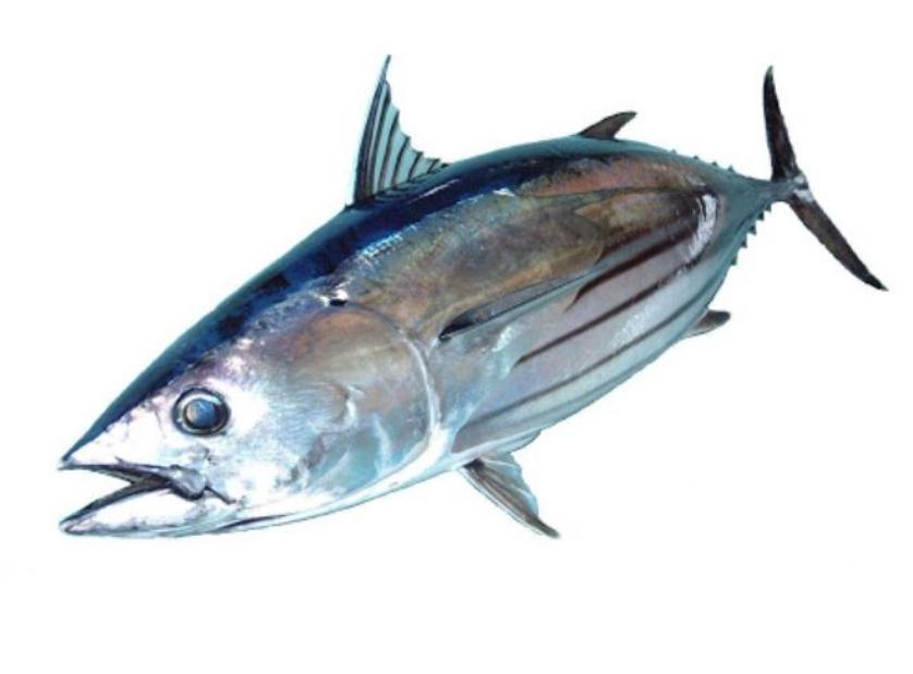Cá Ngừ Sọc Dưa