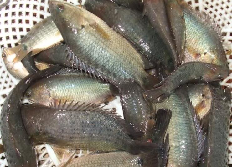 Cá Rô Đồng