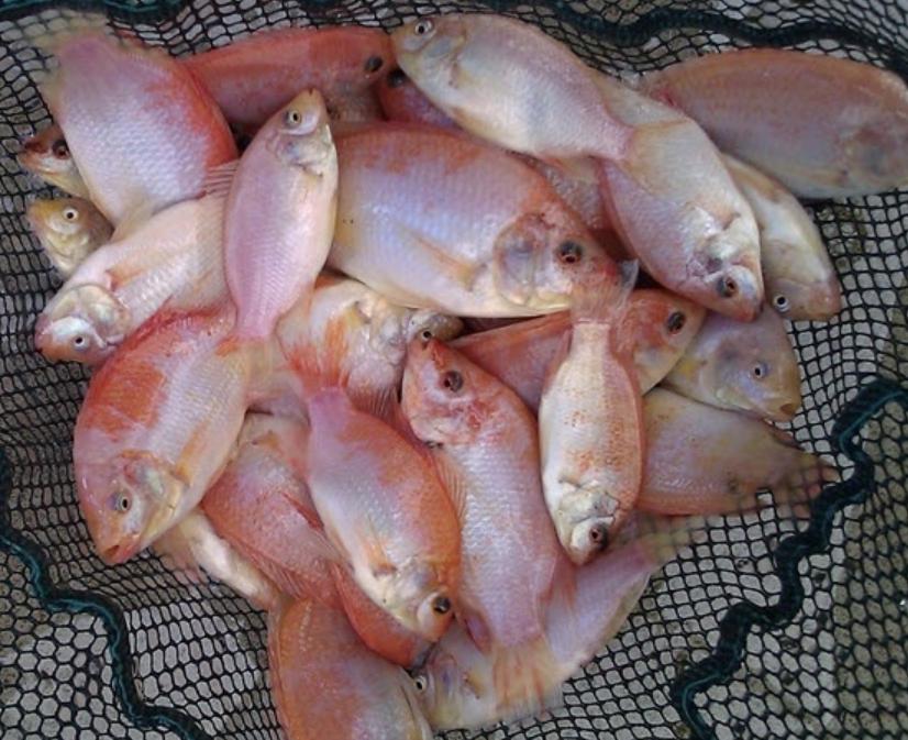 Cá Rô Phi Đỏ