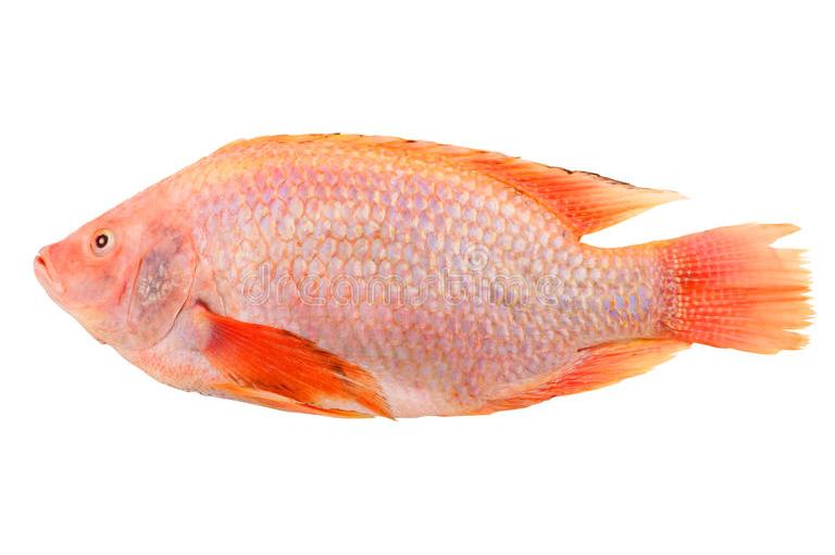 Cá Rô Phi Đỏ