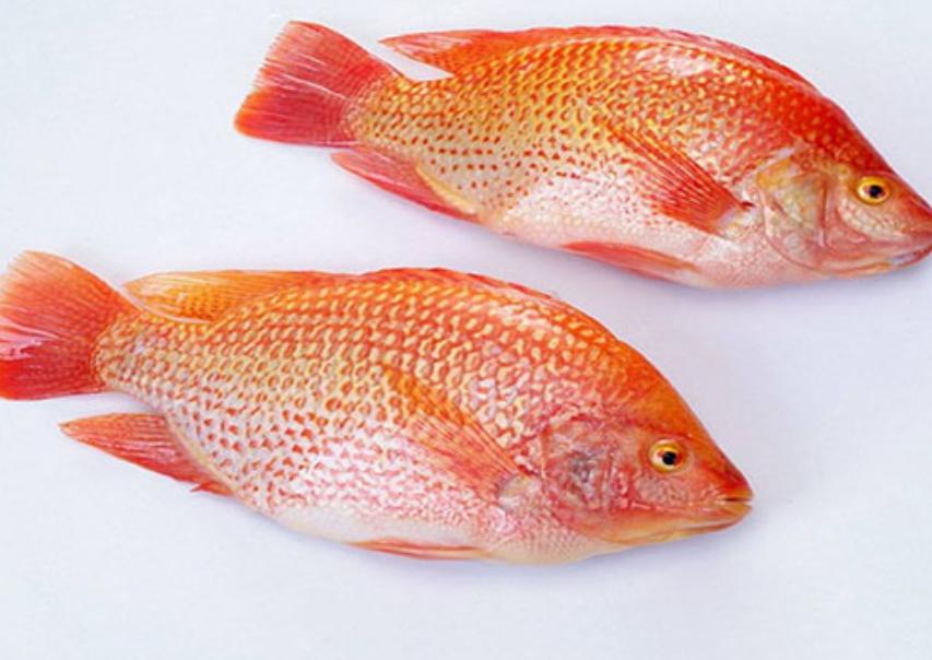 Cá Rô Phi Đỏ