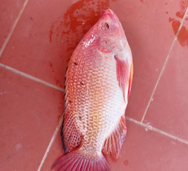 Cá Rô Phi Đỏ