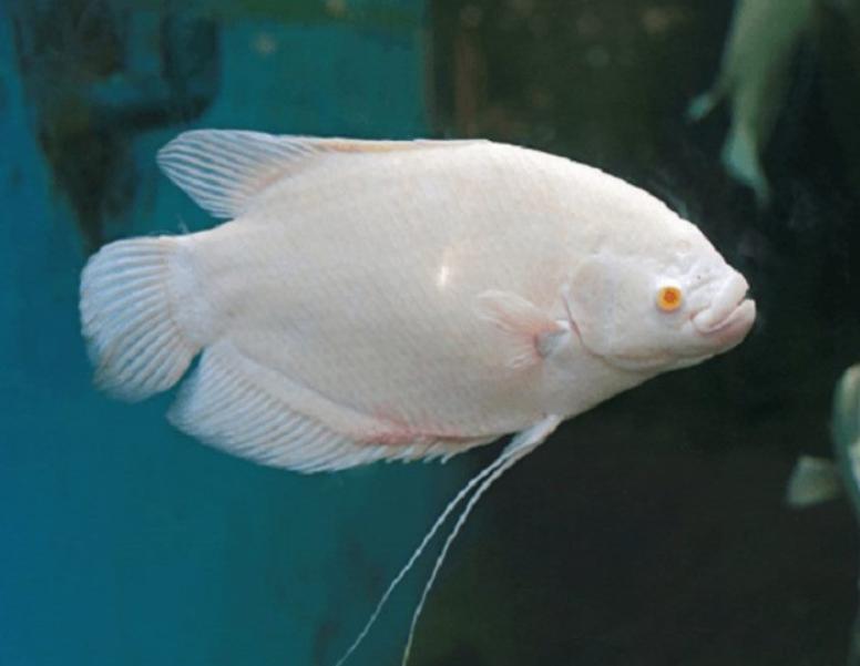 Cá Tai Tượng
