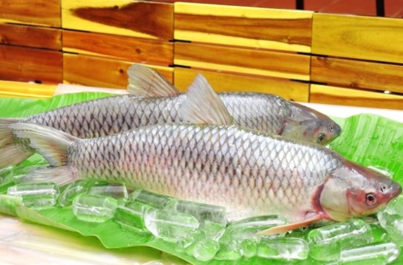Cá Trắm