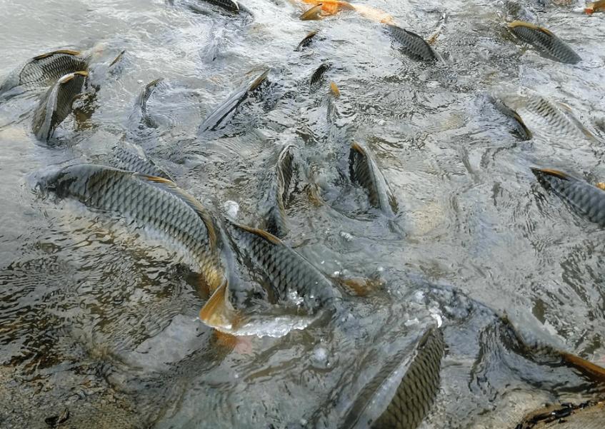 Cá Trắm Trắng