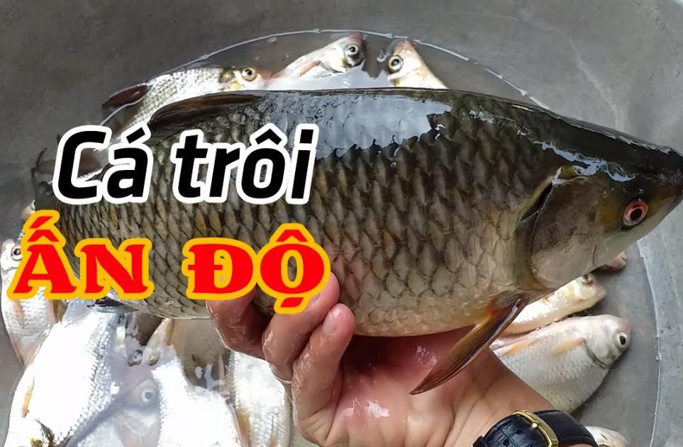 Cá Trôi Ấn Độ
