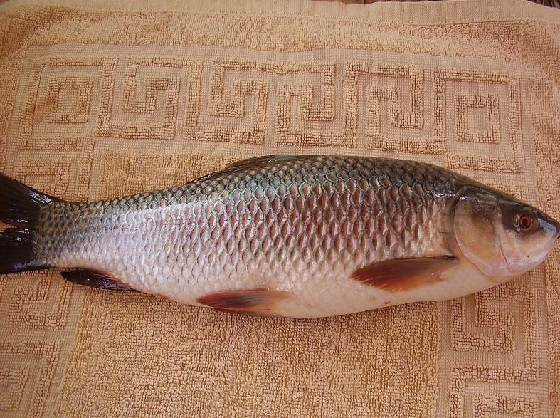 Cá Trôi Ấn Độ