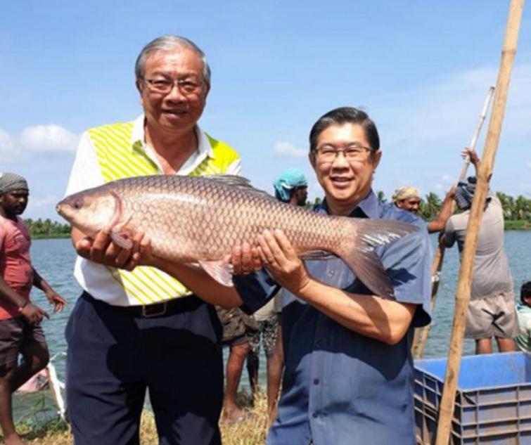 Cá Trôi Ấn Độ