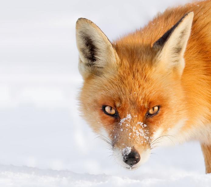 Cáo Đỏ – Thông Tin Đặc Điểm, Hành Vi, Sinh Thái & Bảo Tồn